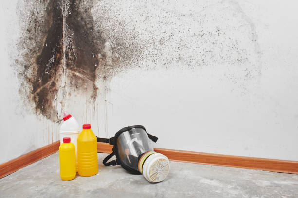Best Attic Mold Removal  in Florence, AZ