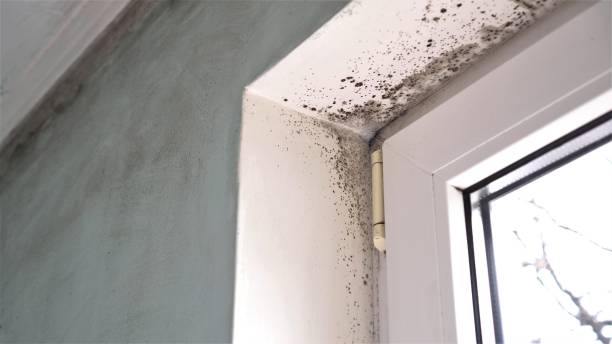 Attic Mold Removal in Florence, AZ