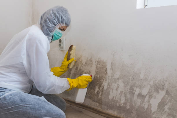 Best Attic Mold Removal  in Florence, AZ