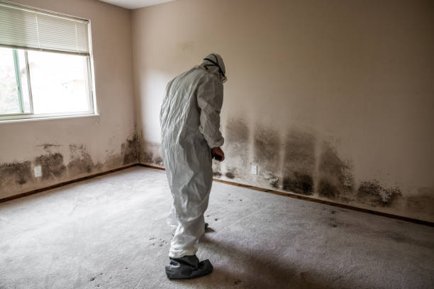 Best Office Mold Removal Services  in Florence, AZ